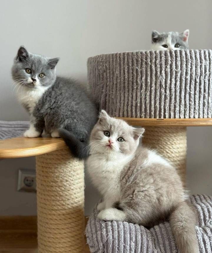 Britische Kurzhaar-Kätzchen zur Adoption