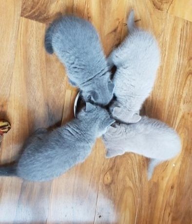 Britisch Kurzhaar-Wurf