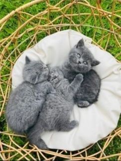 Britisch Kurzhaar-Wurf