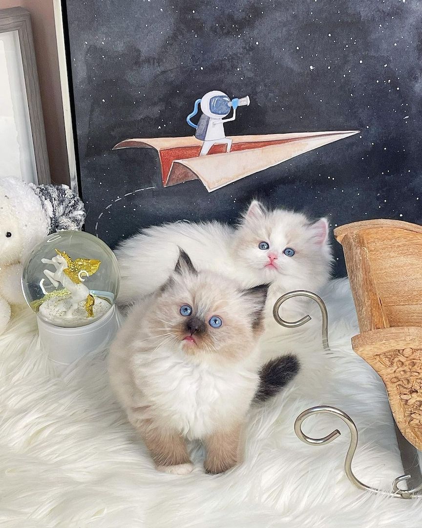 Ragdoll-Kätzchen zu verkaufen