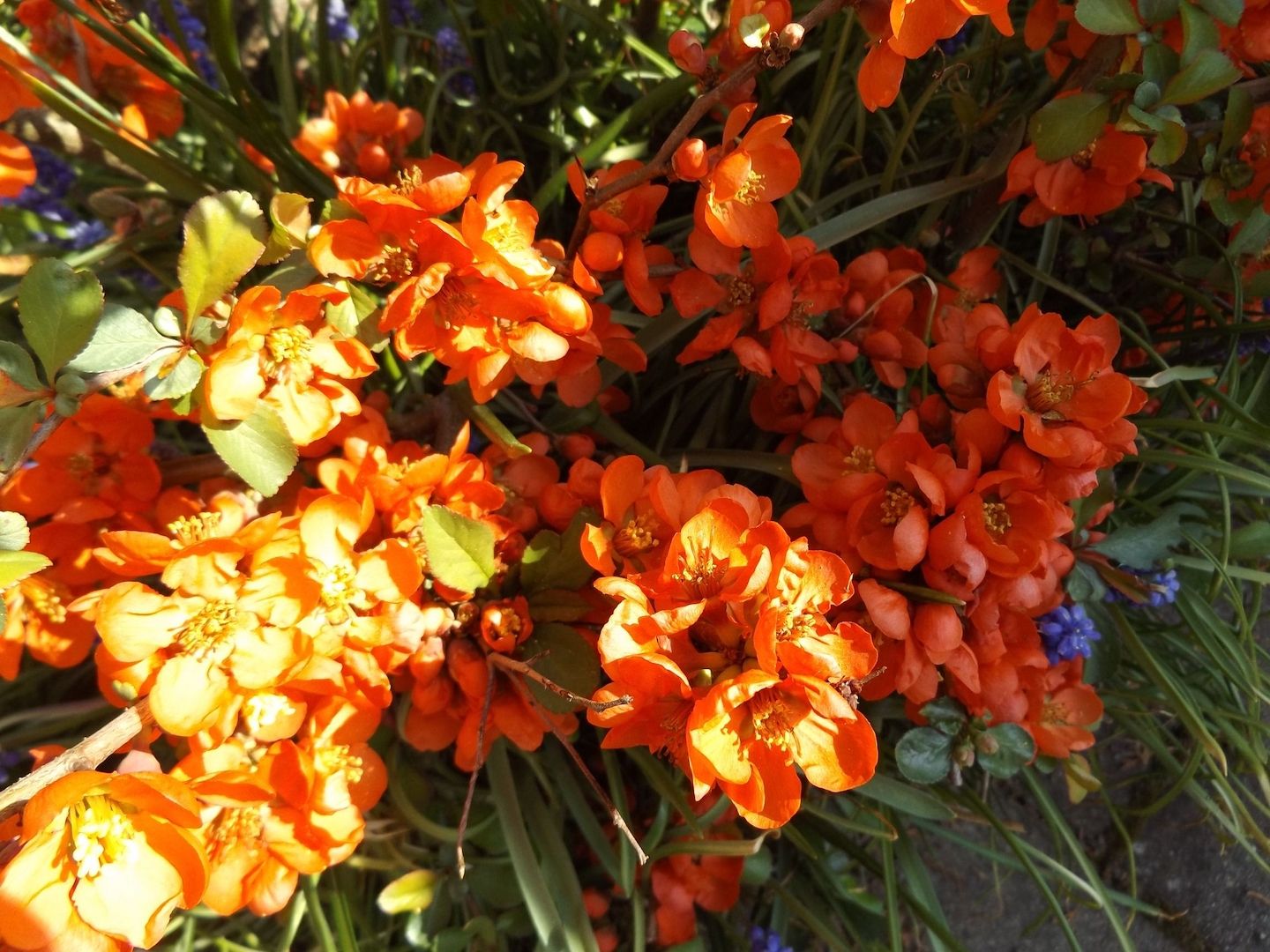 Energetisches Heilen für Mensch und Tier * Körper, Geist & Seele