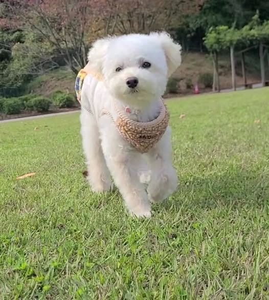 Wunderschöner Bichon frise-Welpen