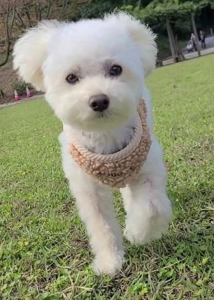 Wunderschöner Bichon frise-Welpen