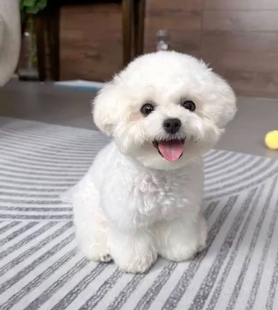 Wunderschöner Bichon frise-Welpen