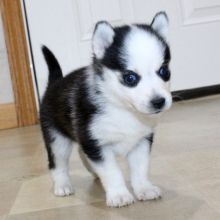 Siberian Husky Welpen
