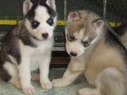 Siberian Husky Welpen