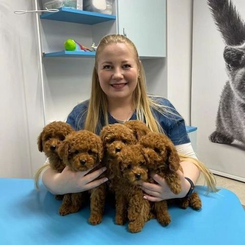 Zuckersüßer Toy und Zwerg Pudel-Welpen