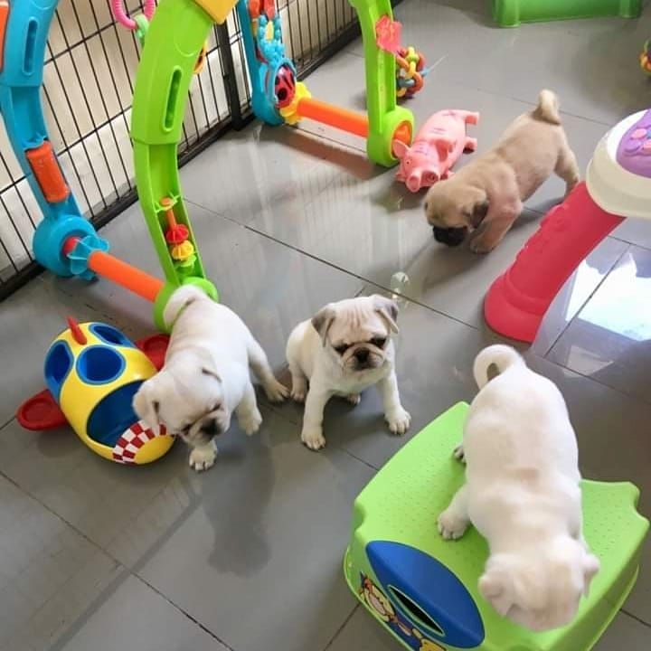 Mops Welpen für ein Haustier liebevolles zuhause