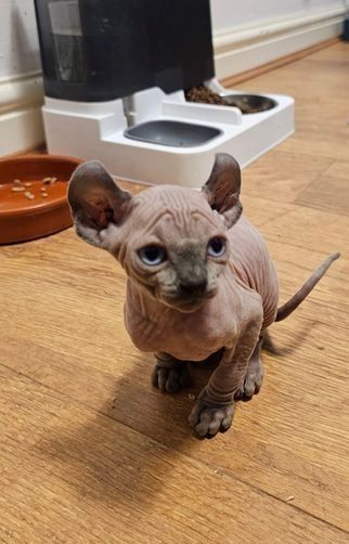 Sphynx-Kätzchen zu verkaufen