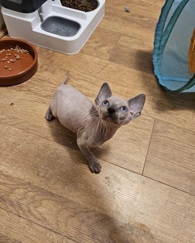 Sphynx-Kätzchen