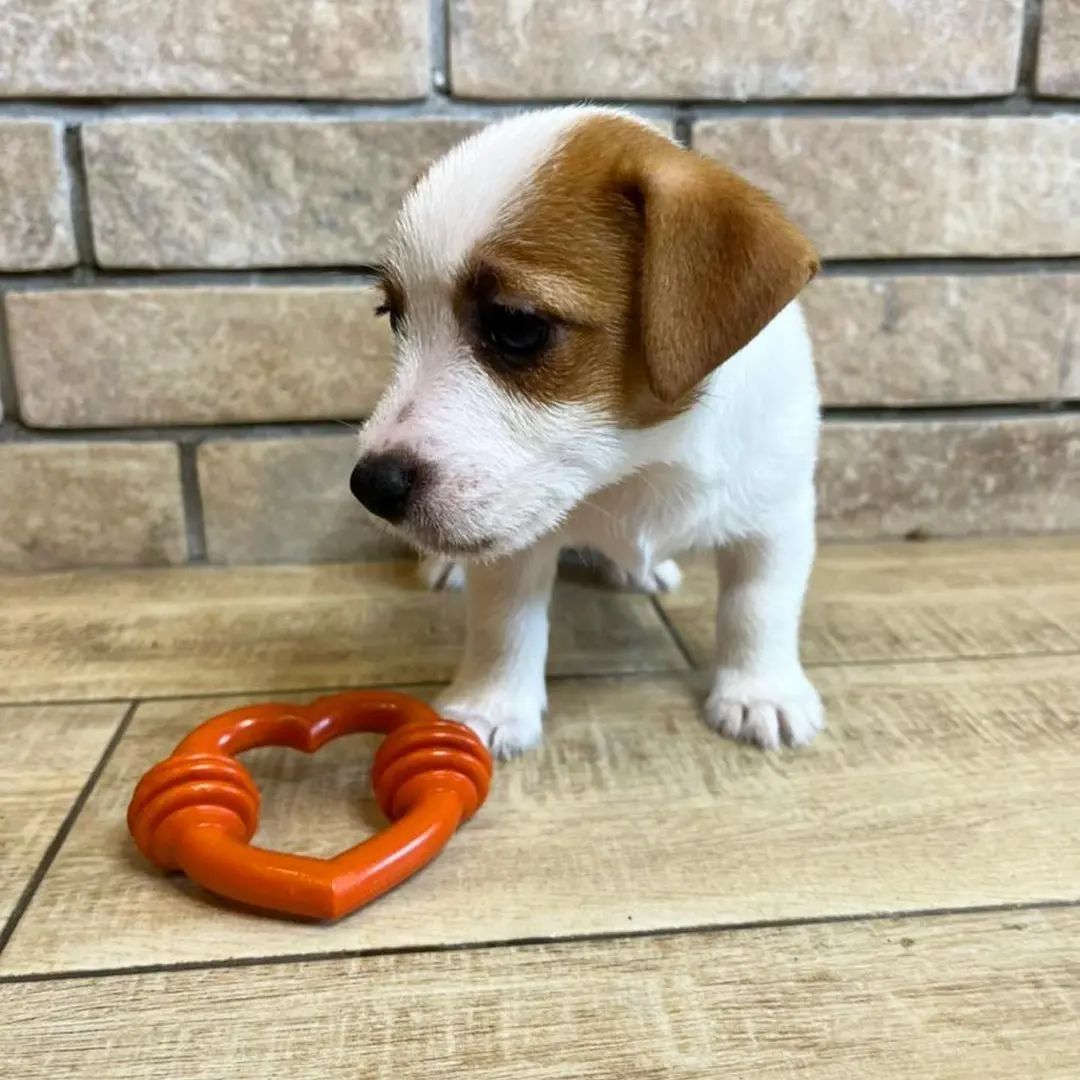 Jack Russell Welpen