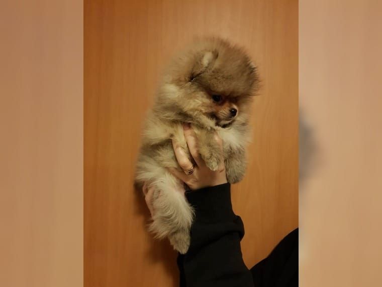 Pomeranian Zwergspitz