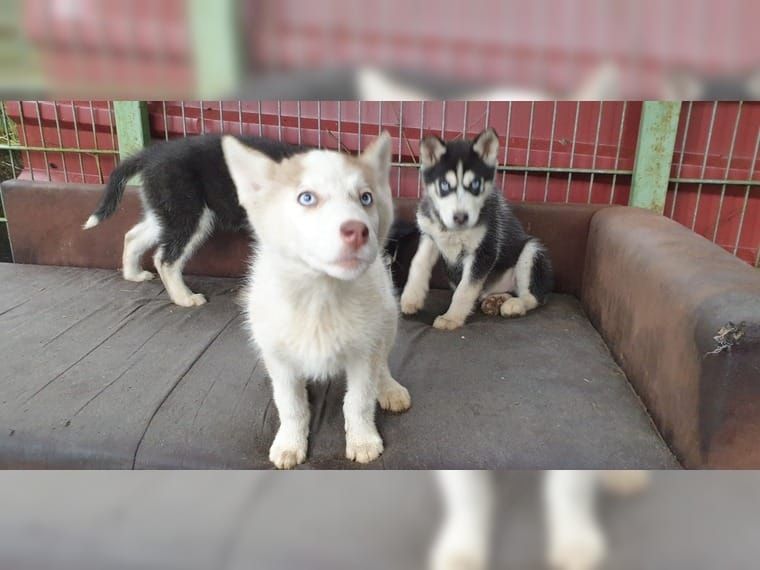 Schöner Siberian Husky Welpe mit allen Papieren