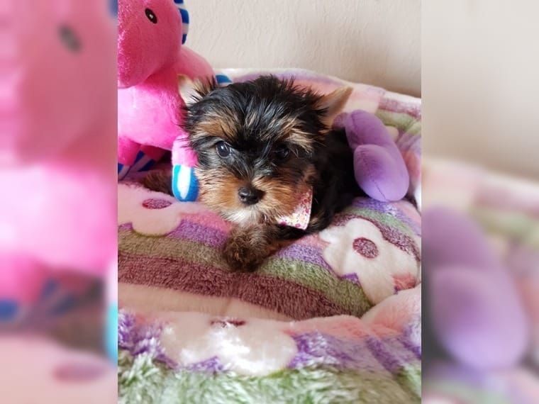 Süße Reinrassige Yorkshire Terrier Welpen