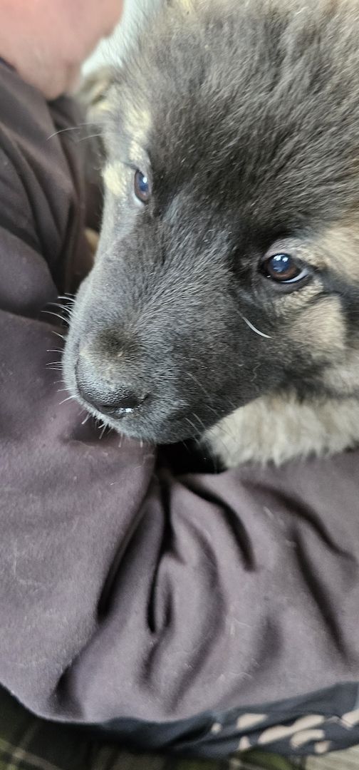 Neufundländer Leonberger Welpen