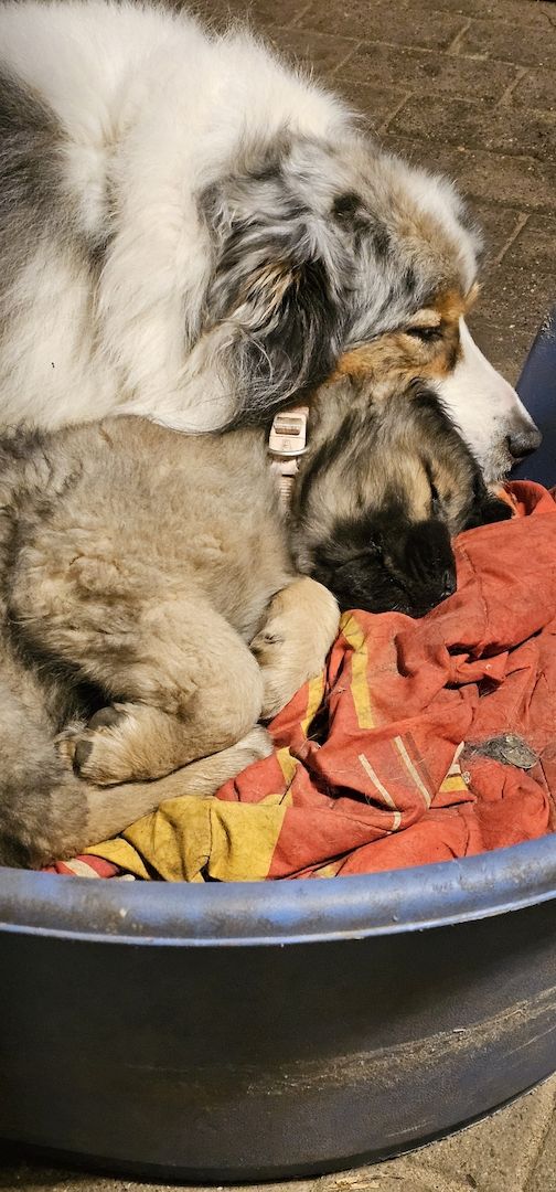 Neufundländer Leonberger Welpen