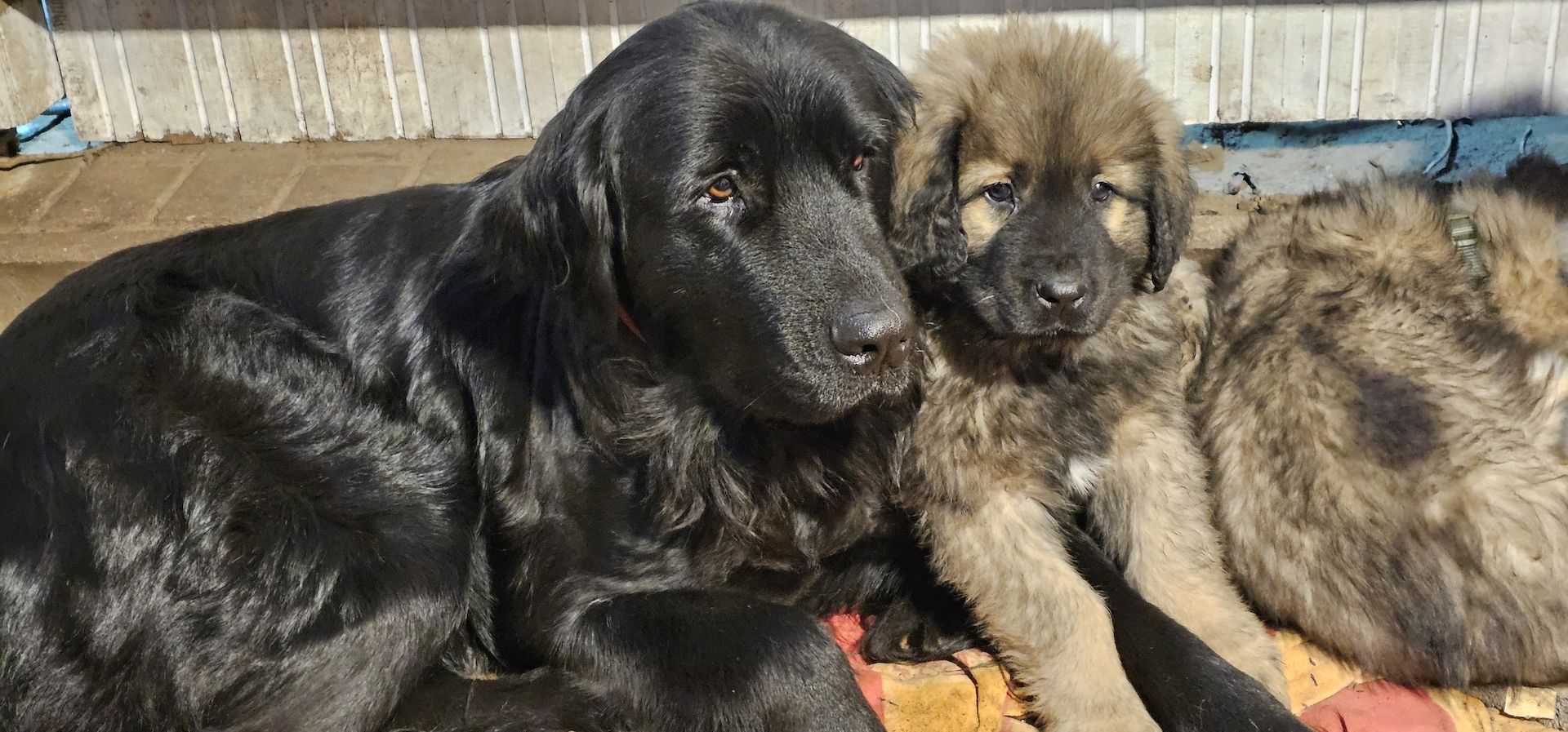 Neufundländer Leonberger Welpen