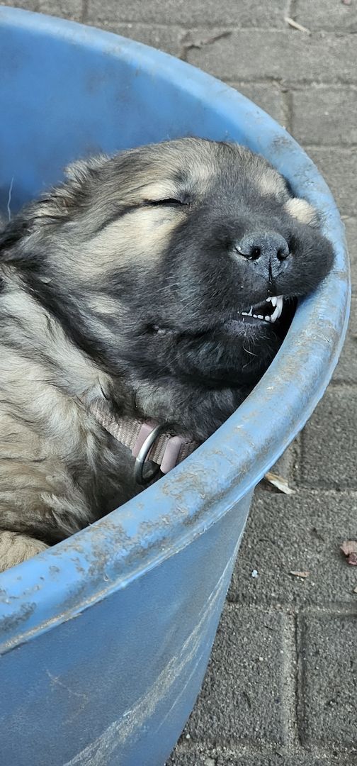 Neufundländer Leonberger Welpen