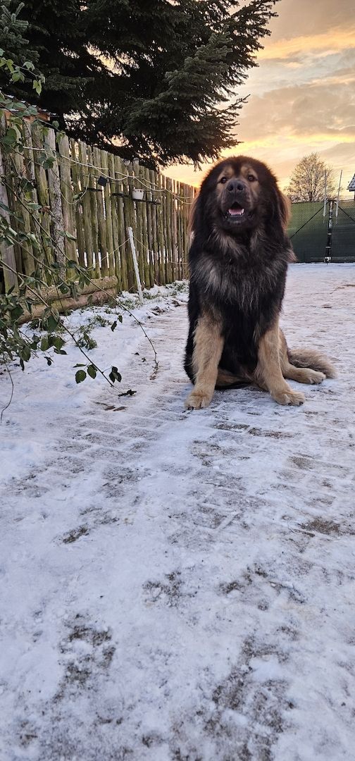 Neufundländer Leonberger Welpen