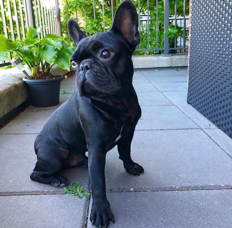 Französische Bulldoggenwelpen