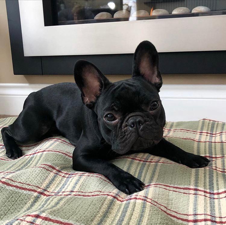 Französische Bulldoggenwelpen