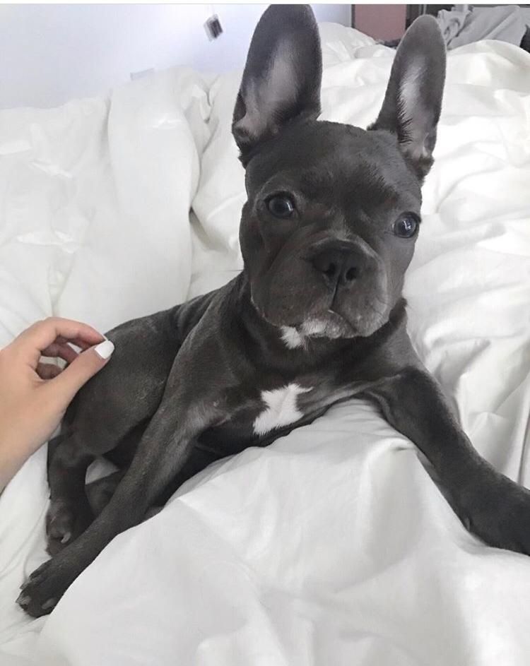 Französische Bulldoggenwelpen