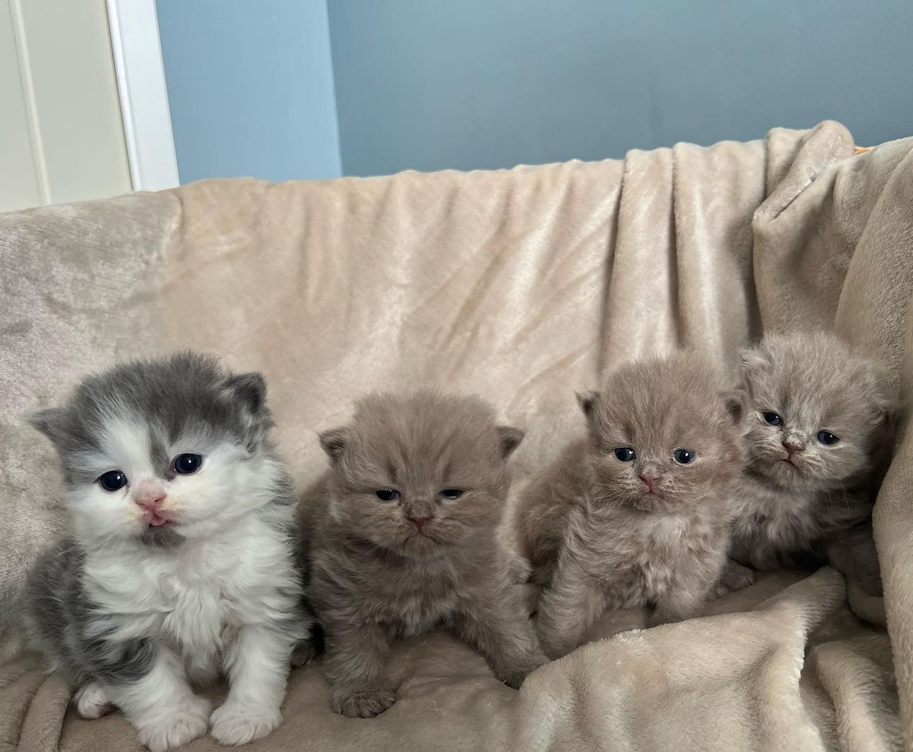 Britische Kurzhaar-Kätzchen zur Adoption