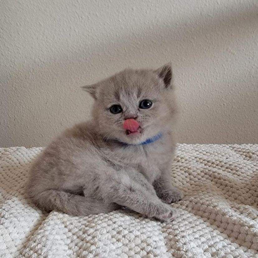 Britisch Kurzhaar-Wurf