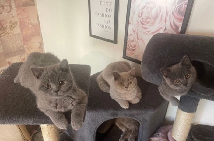 Britische Kurzhaar-Kätzchen zur Adoption