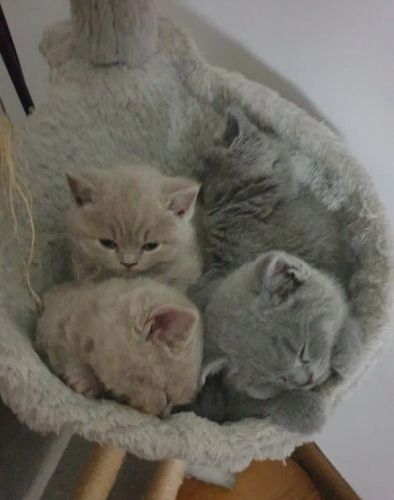 Britische Kurzhaar-Kätzchen zur Adoption