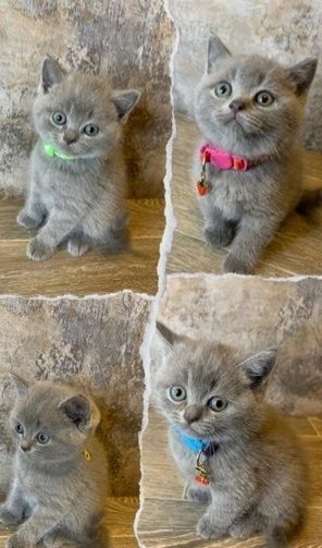 Britische Kurzhaar-Kätzchen zur Adoption