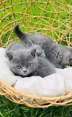 Britisch Kurzhaar-Wurf