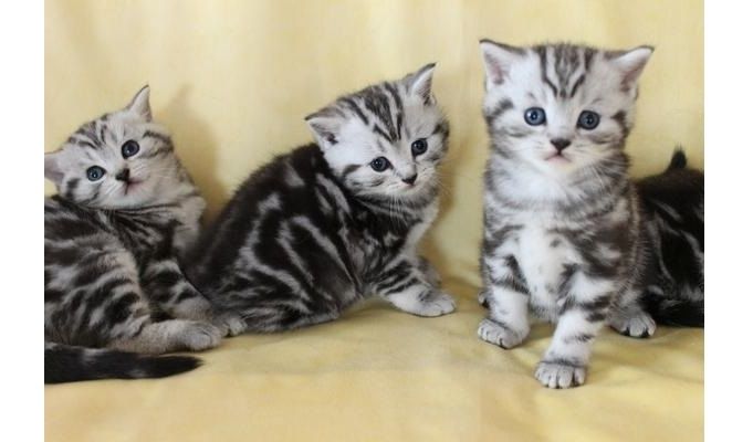 BKH-Kitten mit dem Stammbaum