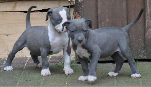 American Blue-Line Pit Bull Terrier Welpen W M