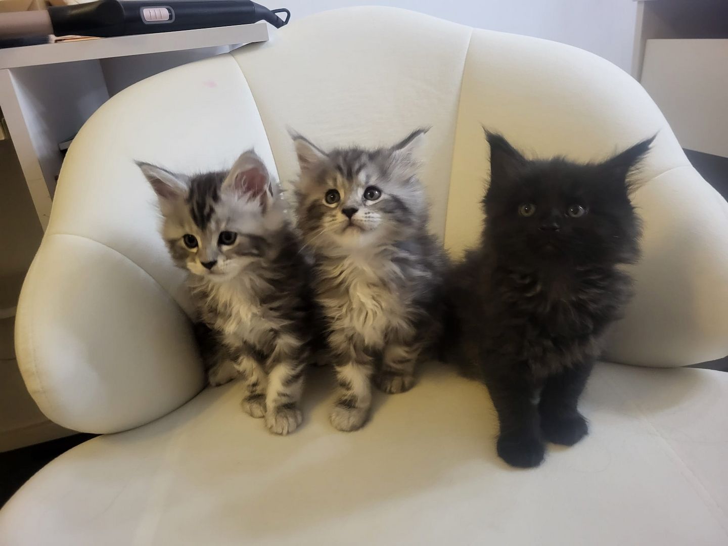 Wunderschönes Main-Coon-Kitten wartet auf ein liebevolles Zuhause