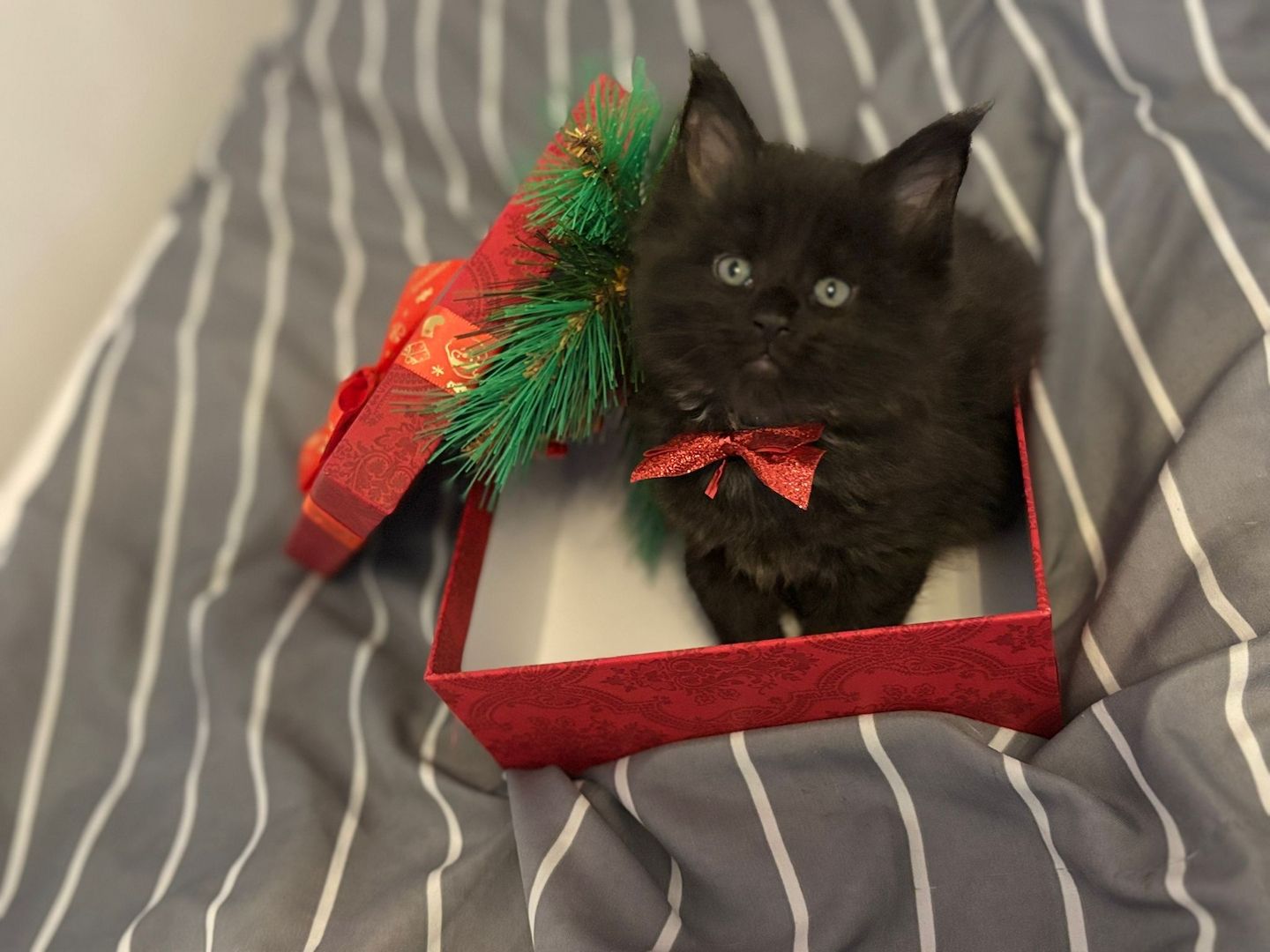 Wunderschönes Main-Coon-Kitten wartet auf ein liebevolles Zuhause