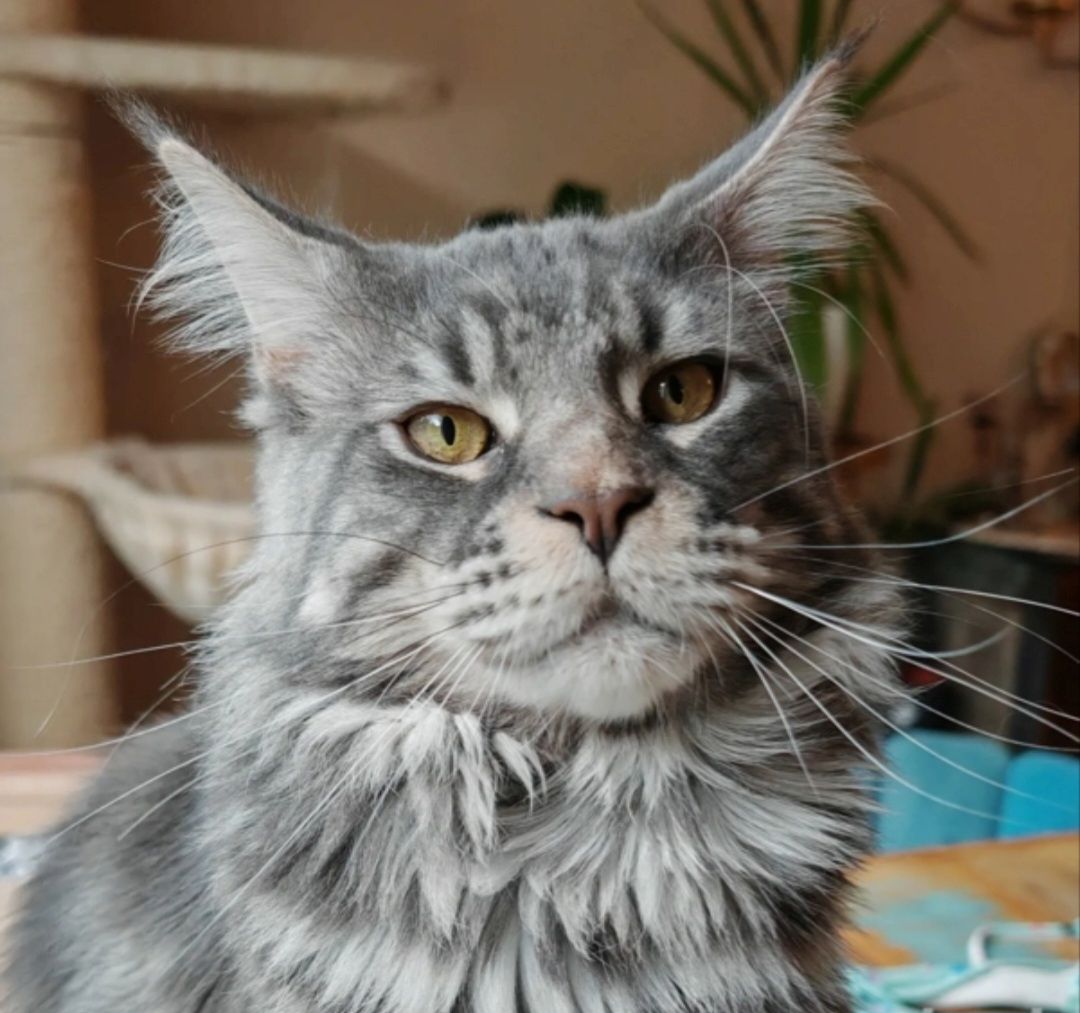 Wunderschönes Main-Coon-Kitten wartet auf ein liebevolles Zuhause