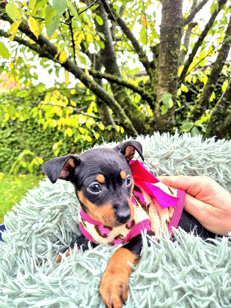 Prager Rattler Welpen  weiblich abgabebereit