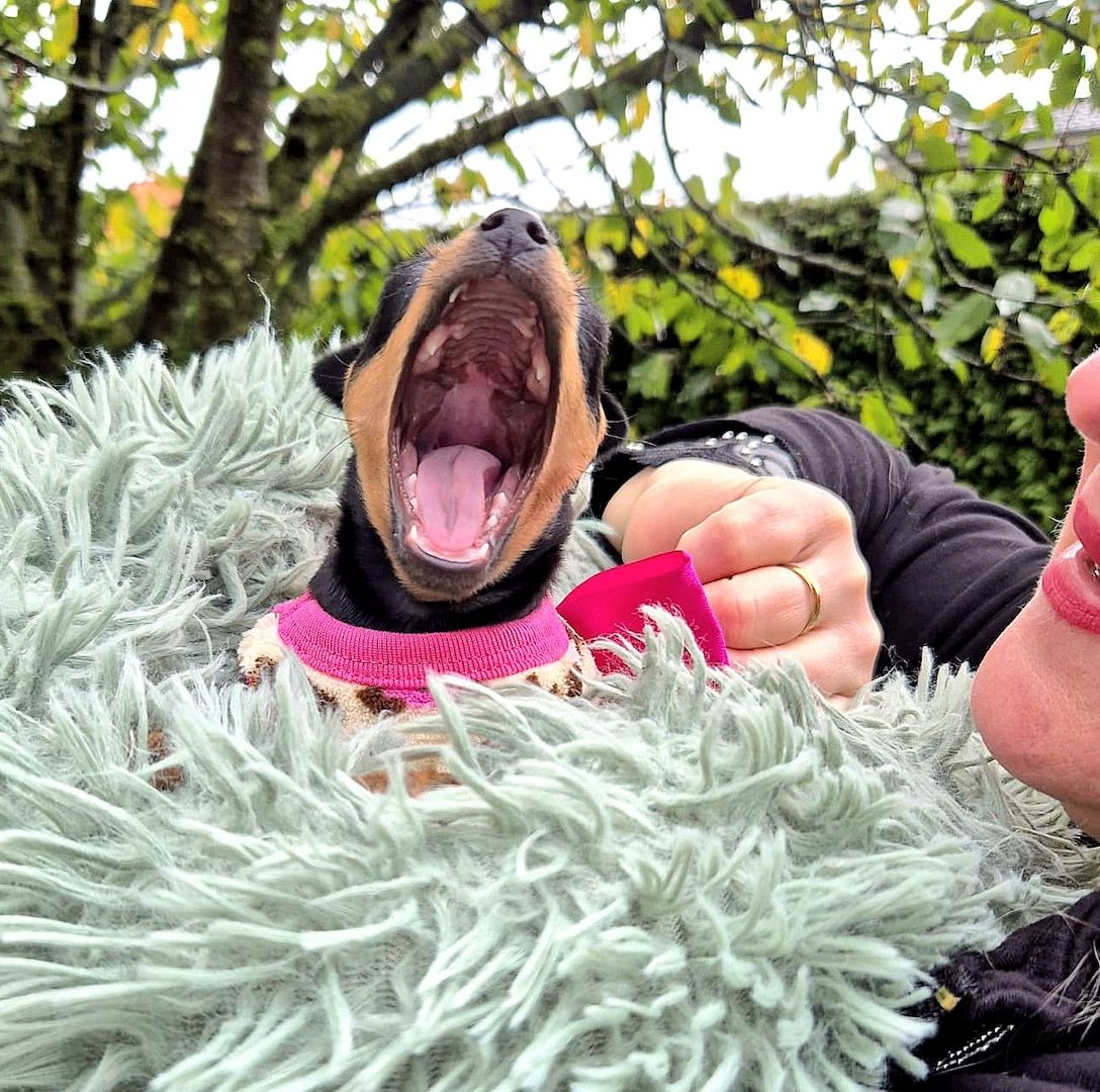 Prager Rattler Welpen  weiblich abgabebereit