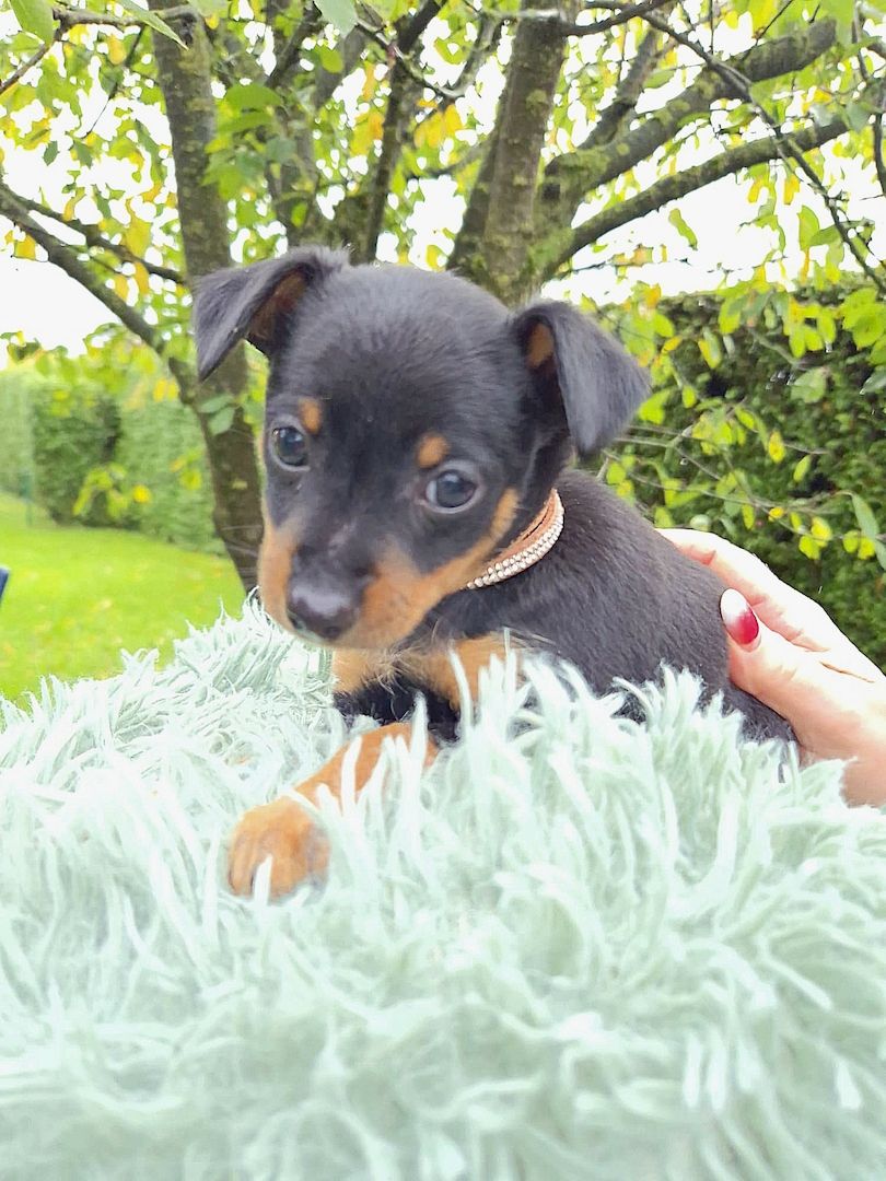 Prager Rattler Welpen  weiblich abgabebereit