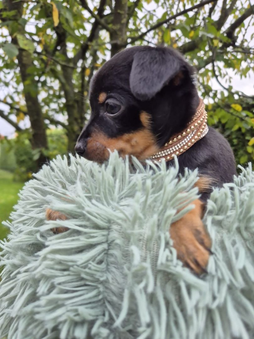 Prager Rattler Welpen  weiblich abgabebereit