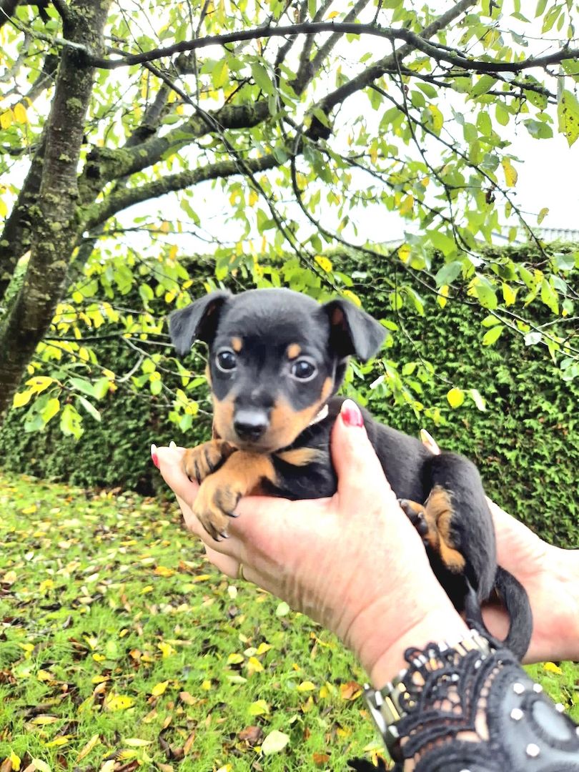 Prager Rattler Welpen  weiblich abgabebereit