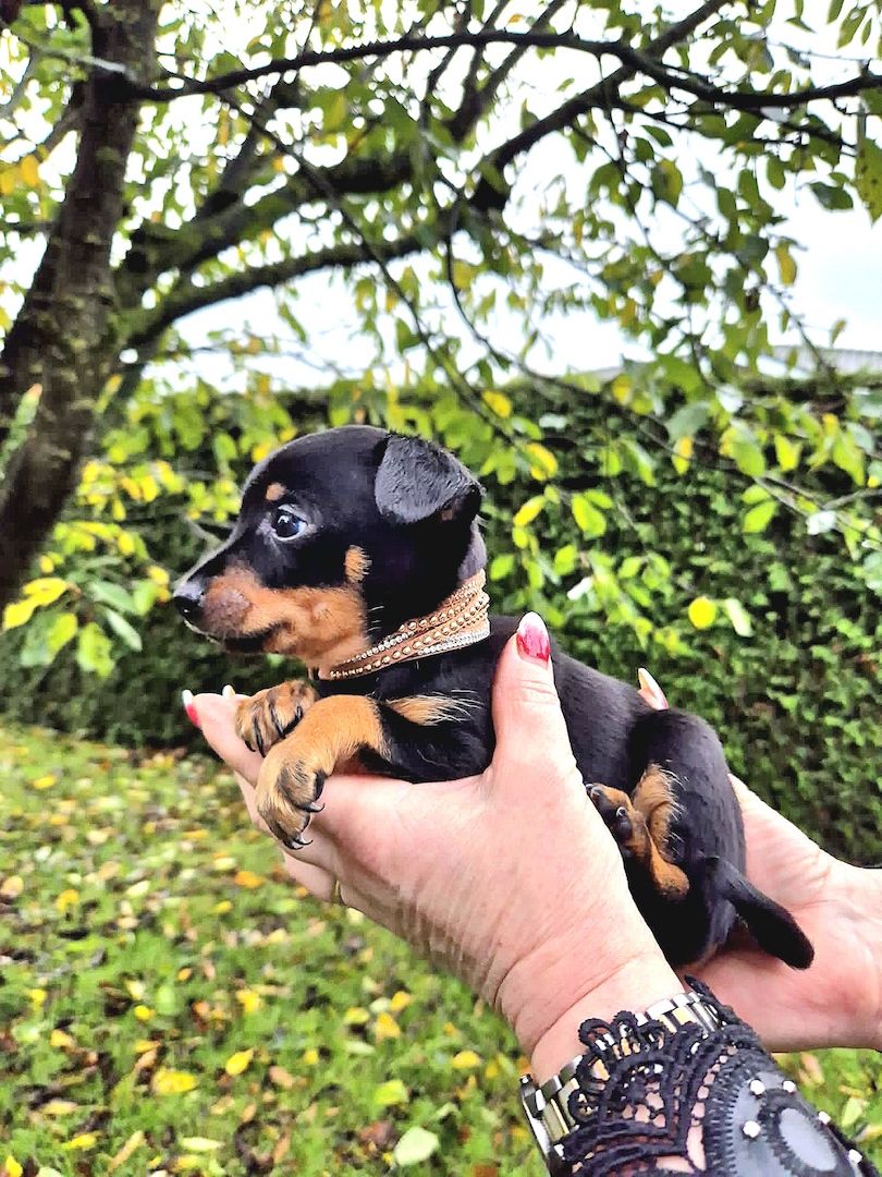 Prager Rattler Welpen  weiblich abgabebereit