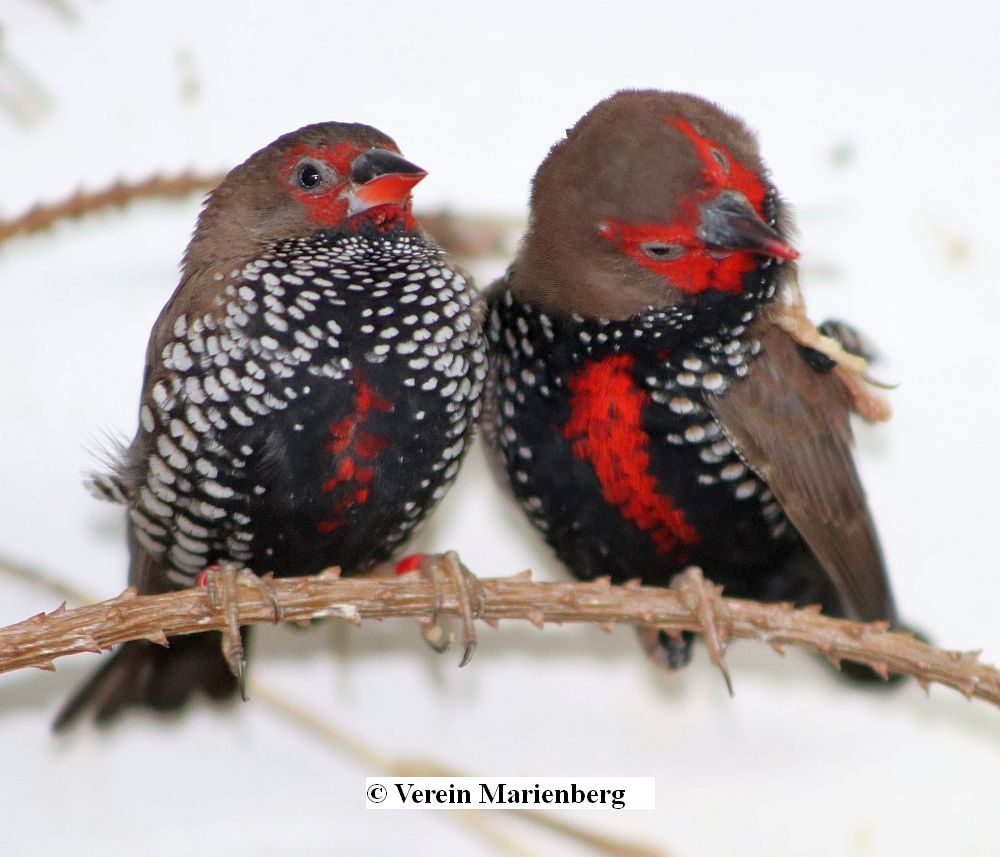 Amadinen Finken Ziervögel Zeisige Lübben