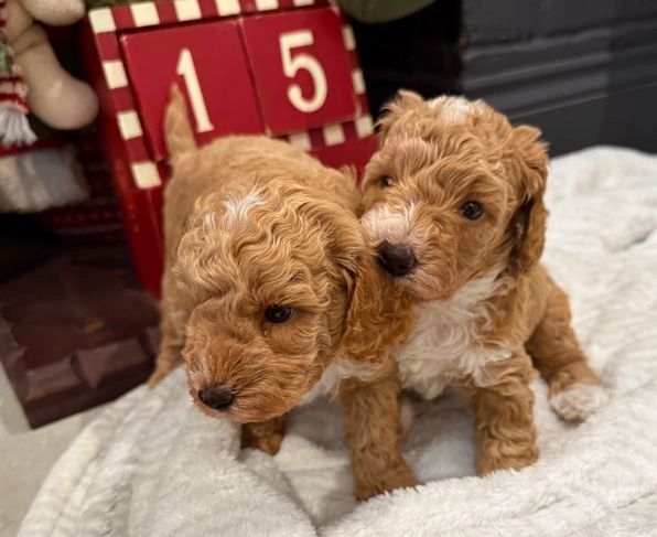 Maltipoo-Welpen zur Adoption
