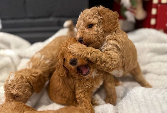 Maltipoo-Welpen zur Adoption