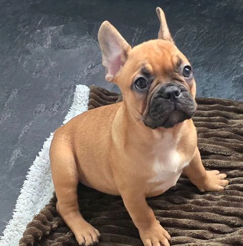 Französische Bulldogge
