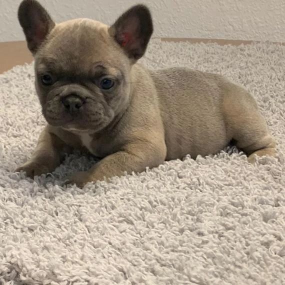Französische Bulldogge