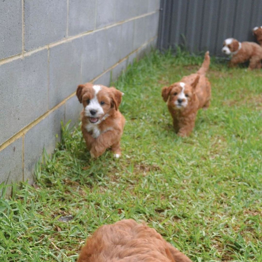 Französische Bulldogge