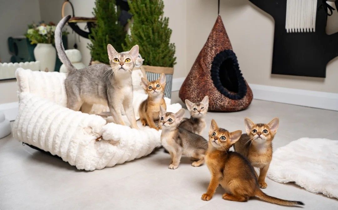 ABSSINIER-KÄTZCHEN – 6 außergewöhnliche Babys abzugeben